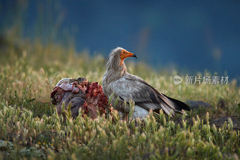 埃及秃鹫，Neophron pernopterus，大食肉鸟坐在石头上的自然栖息地，保加利亚，保加利亚，东Rhodopes。白秃鹫，黄喙。野生的猛禽